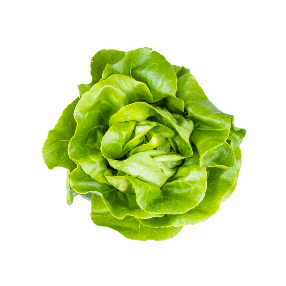 butter lettuce