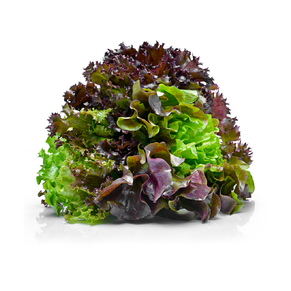 artisan lettuce