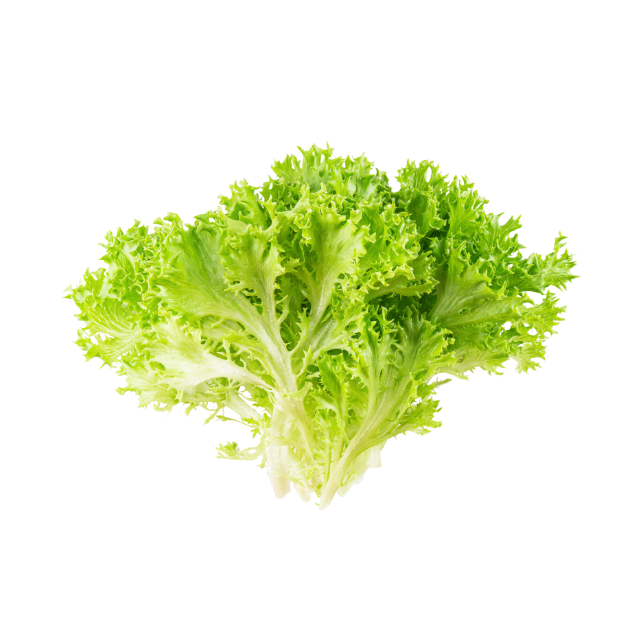 frisee lettuce